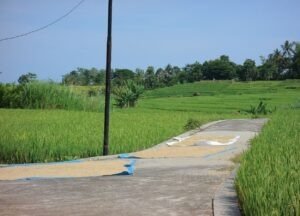 Bulog Yogyakarta Serap Gabah Petani Berbagai Kualitas