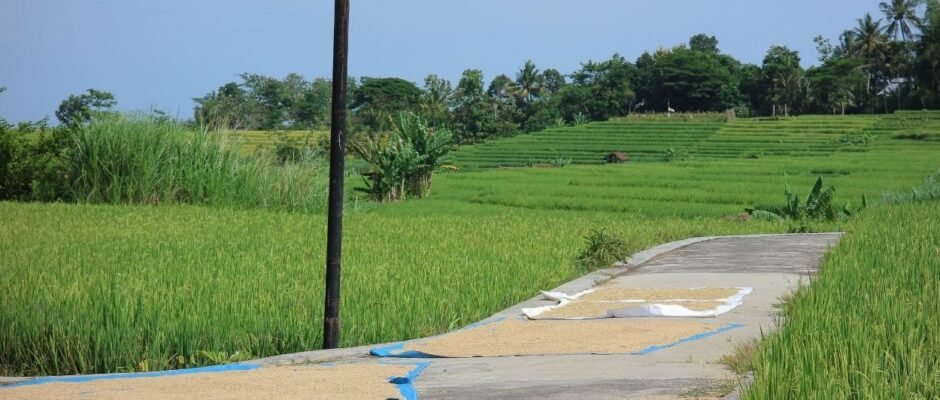 Bulog Yogyakarta Serap Gabah Petani Berbagai Kualitas - OkeWarta.com
