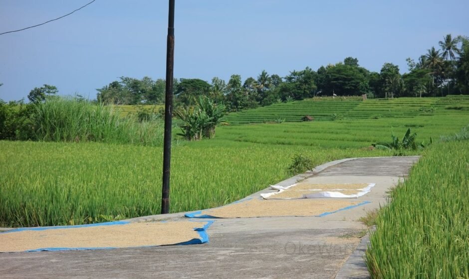Bulog Yogyakarta Serap Gabah Petani Berbagai Kualitas - OkeWarta.com