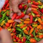 Harga Cabai Rawit Tembus Rp77 Ribu per Kg Awal September
