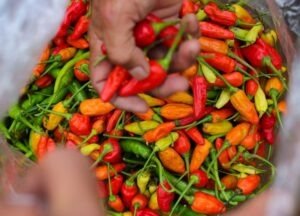 Harga Cabai Rawit Tembus Rp77 Ribu per Kg Awal September